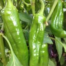 100+ANAHEIM CHILI PEPPER Seeds Non-GMO Organic N.Mexico Garden/Patio  Seeds USA Seller