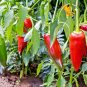 100+ANAHEIM CHILI PEPPER Seeds Non-GMO Organic N.Mexico Garden/Patio Seeds USA Seller