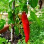 100+ANAHEIM CHILI PEPPER Seeds Non-GMO Organic N.Mexico Garden/Patio Seeds USA Seller