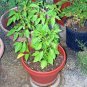 100+ANAHEIM CHILI PEPPER Seeds Non-GMO Organic N.Mexico Garden/Patio Seeds USA Seller
