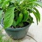 100+ANAHEIM CHILI PEPPER Seeds Non-GMO Organic N.Mexico Garden/Patio Seeds USA Seller