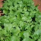 600+SEVEN TOP TURNIP GREENS Seeds Organic Non-GMO Spring/Fall Garden/Containers