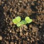 600+SEVEN TOP TURNIP GREENS Seeds Organic Non-GMO Spring/Fall Garden/Containers