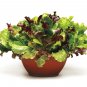 600+ORGANIC GOURMET SALAD MIX Seeds MIXED GREENS Non-GMO Spring/Fall Garden