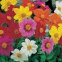 300+DWARF DAHLIA PATIO MIX Seeds 16" Tall Purple Red Rose Salmon White Yellow