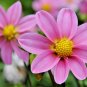300+DWARF DAHLIA PATIO MIX Seeds 16" Tall Purple Red Rose Salmon White Yellow