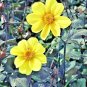 300+DWARF DAHLIA PATIO MIX Seeds 16" Tall Purple Red Rose Salmon White Yellow