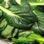 600+TAT SOI CABBAGE Seeds Organic Non-Gmo Spring/Fall Garden Containers KIM-CHI