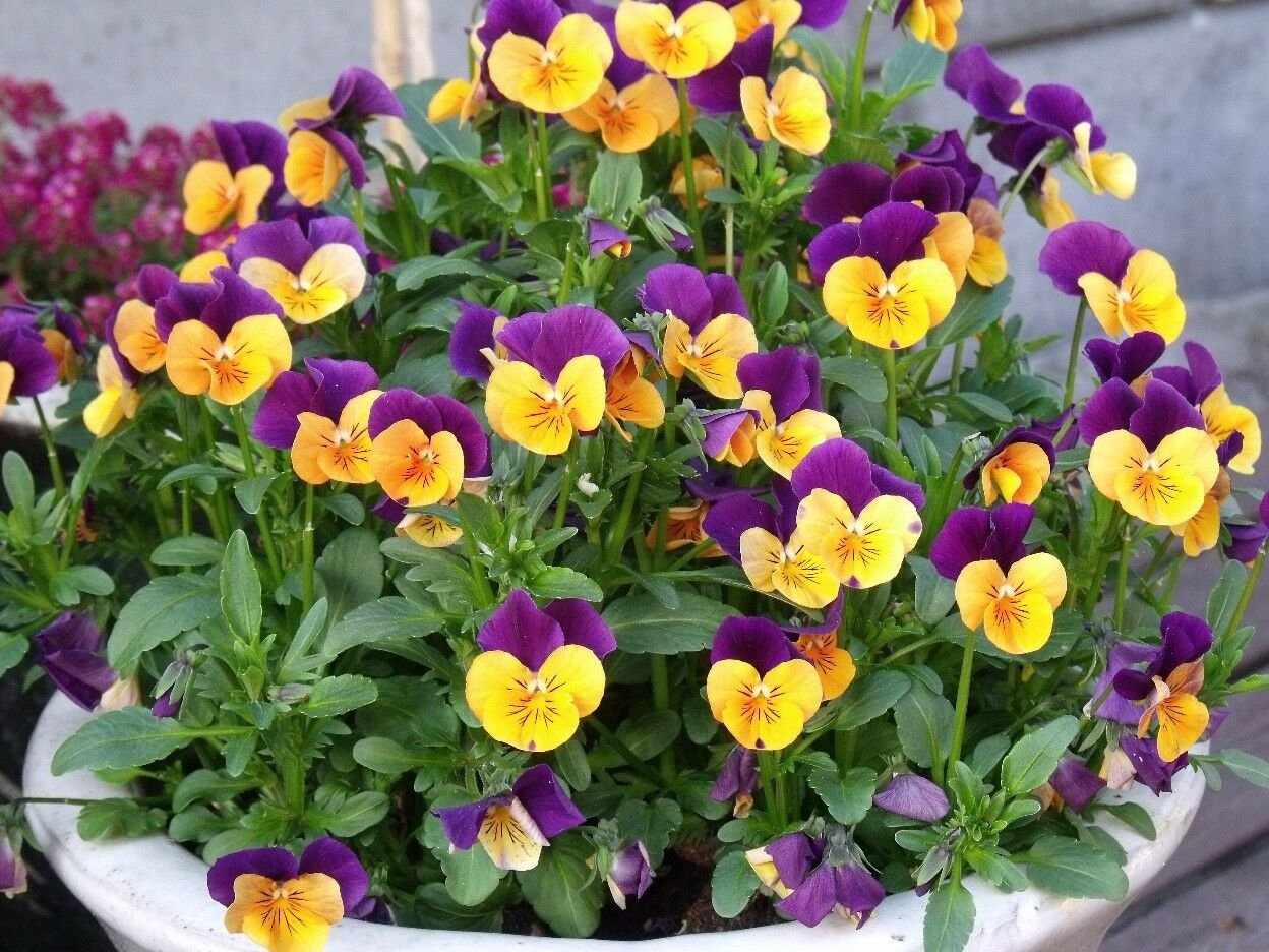 2000+JOHNNY JUMP UP Seeds Wildflower Spring/Fall Blooms Garden/Patio Container