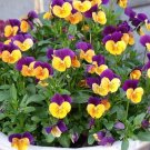 2000+JOHNNY JUMP UP Seeds Wildflower Spring/Fall Blooms Garden/Patio Container