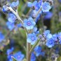 225+CHINESE FORGET ME NOT Seeds Blue Wildflower Blooms Summer-Fall AAS Winner