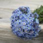 225+CHINESE FORGET ME NOT Seeds Blue Wildflower Blooms Summer-Fall AAS Winner