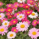 100+CHRYSANTHEMUM ROBINSON'S MIX Seeds White Pinks Reds Garden/Patio  Seeds USA Seller