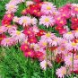 100+CHRYSANTHEMUM ROBINSON'S MIX Seeds White Pinks Reds Garden/Patio Seeds USA Seller