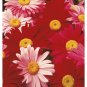 100+CHRYSANTHEMUM ROBINSON'S MIX Seeds White Pinks Reds Garden/Patio Seeds USA Seller