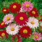 100+CHRYSANTHEMUM ROBINSON'S MIX Seeds White Pinks Reds Garden/Patio Seeds USA Seller