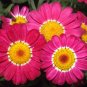 100+CHRYSANTHEMUM ROBINSON'S MIX Seeds White Pinks Reds Garden/Patio Seeds USA Seller