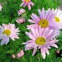 100+CHRYSANTHEMUM ROBINSON'S MIX Seeds White Pinks Reds Garden/Patio Seeds USA Seller