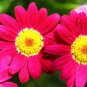 100+CHRYSANTHEMUM ROBINSON'S MIX Seeds White Pinks Reds Garden/Patio Seeds USA Seller