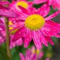 100+CHRYSANTHEMUM ROBINSON'S MIX Seeds White Pinks Reds Garden/Patio Seeds USA Seller
