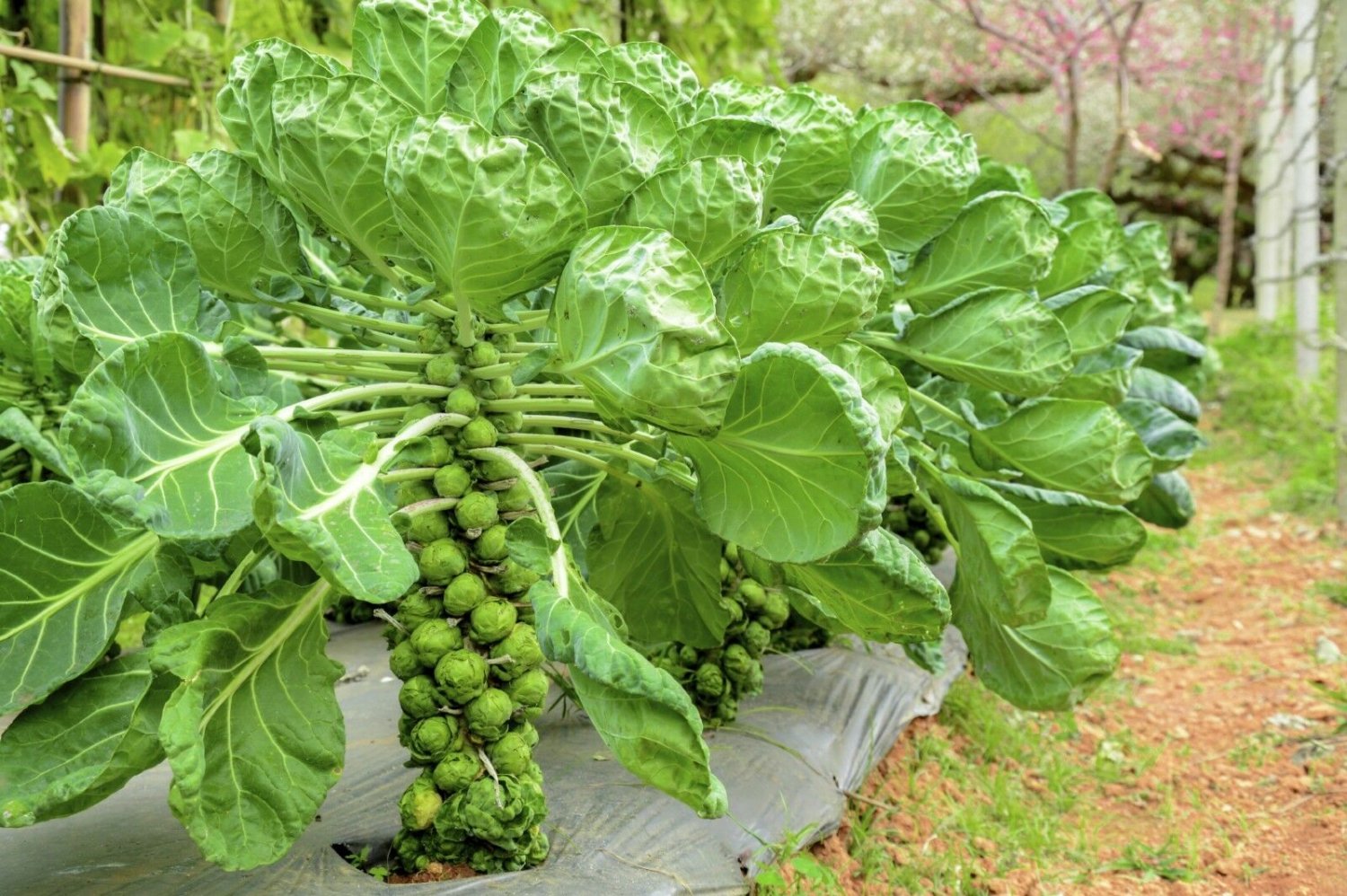 250+CATSKILL IMPROVED BRUSSELS SPROUTS Seeds Non-Gmo Organic Open Pollinated