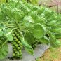 250+CATSKILL IMPROVED BRUSSELS SPROUTS Seeds Non-Gmo Organic Open Pollinated
