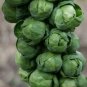 250+CATSKILL IMPROVED BRUSSELS SPROUTS Seeds Non-Gmo Organic Open Pollinated