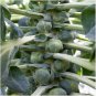 250+CATSKILL IMPROVED BRUSSELS SPROUTS Seeds Non-Gmo Organic Open Pollinated