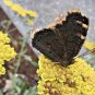 1000+GOLD/YELLOW YARROW Seeds Milfoil European Wildflower Medicinal Butterflies