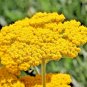 1000+GOLD/YELLOW YARROW Seeds Milfoil European Wildflower Medicinal Butterflies