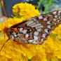 1000+GOLD/YELLOW YARROW Seeds Milfoil European Wildflower Medicinal Butterflies