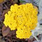 1000+GOLD/YELLOW YARROW Seeds Milfoil European Wildflower Medicinal Butterflies