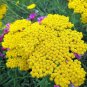 1000+GOLD/YELLOW YARROW Seeds Milfoil European Wildflower Medicinal Butterflies