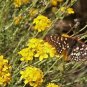1000+GOLD/YELLOW YARROW Seeds Milfoil European Wildflower Medicinal Butterflies