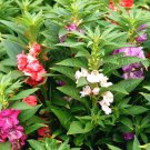 125+DWARF BALSAM"TOM THUMB"MIX Flower Seeds Impatiens Patio Container/Garden