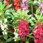 125+DWARF BALSAM"TOM THUMB"MIX Flower Seeds Impatiens Patio Container/Garden