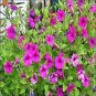 2000+ WILD PETUNIA VIOLACEA Flower Seeds Garden/Patio Containers Hanging Baskets