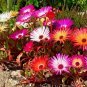4000+ICE PLANT MIX Seeds (Livingston Daisy) Ground Cover Rock Garden/Containers