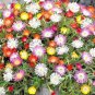 4000+ICE PLANT MIX Seeds (Livingston Daisy) Ground Cover Rock Garden/Containers