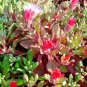4000+ICE PLANT MIX Seeds (Livingston Daisy) Ground Cover Rock Garden/Containers