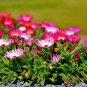 4000+ICE PLANT MIX Seeds (Livingston Daisy) Ground Cover Rock Garden/Containers