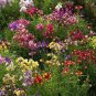 2000+TALL SNAPDRAGON "Northern Lights Mix" Flower Seeds Blooms Summer to Fall