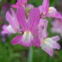 2000+TALL SNAPDRAGON "Northern Lights Mix" Flower Seeds Blooms Summer to Fall
