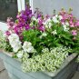 500+EVENING SCENTED STOCK Seeds "Perfume Plant" Fragrant Lavender NIGHT BLOOMS