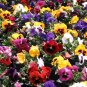 400+PANSY SWISS GIANTS Seeds Early Blooms 9 Colors Container/Garden/Groundcover