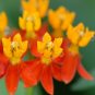 100+BLOOD FLOWER Seeds Tropical Scarlet Milkweed Wildflower Monarch Butterflies