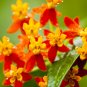 100+BLOOD FLOWER Seeds Tropical Scarlet Milkweed Wildflower Monarch Butterflies