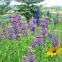 500+CHINESE HOUSES Flower Seeds Native Wildflower Butterflies Garden/Container
