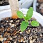 500+CHINESE HOUSES Flower Seeds Native Wildflower Butterflies Garden/Container