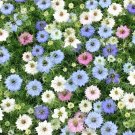 500+LOVE IN A MIST Flower Seeds RED WHITE BLUE Blooms Dried/Fresh Arrangements